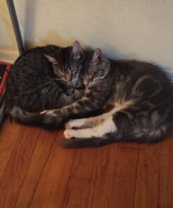 Hill's Pet Nutrition Science Diet Dry Cat Food, Adult, Chicken Recipe, 4 lb. Bag 46 716bQXXzuIL