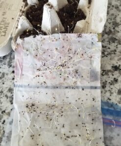 Seed Needs, Bee Balm Seed Packet Collection (3 Individual Varieties of Seed for Planting) Non-GMO & Untreated 28 716cQAroojL 1