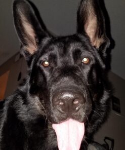 Top Dog Chews - 12 Inch Standard 12 Pack Bully Sticks, Long Lasting, 100% Natural Beef, Free Range Grass Fed, High Protein, Supports Dental Health Dog Treat for Medium & Large Dogs, 12 Pack 12 Count (Pack of 1) 39 716d aKaFxL