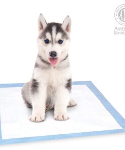 American Kennel Club Scented Puppy Training Pads with Ultra Absorbent Quick Dry Gel – 22 x 22 Puppy Pads - Fresh Scented - Pack of 50 22" x 22" - Pack of 50 19 716dPha9viL 2