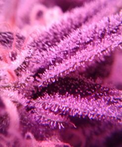 Advanced Nutrients 2320-12 Bud Candy Fertilizer, 250 mL, 250 Liter, Brown/A 8.4535 Fl Oz (Pack of 1) 12 716f9BnoejL