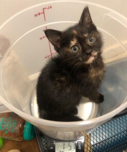 Cambro RFS6PP190 Camwear 6-Quart Round Food Storage Container, Polypropylene, Translucent, NSF 17 716muHgS9XL