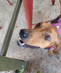 Dingo Tartar And Breath Dental Sticks For All Dogs, 48-Count 48 Count (Pack of 1) 25 716r0BO5M6L