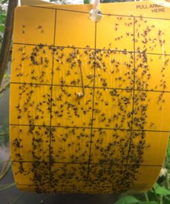 Yellow Sticky Aphid Whitefly Trap Pack of 15 38 716tsVX27fL