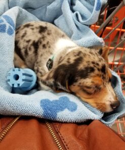 KONG - Puppy Teething Stick - Teeth Cleaning Dog Chew Toy (Assorted Colors) - for Small Puppies Standard Packaging 31 716u4o7Jp2L