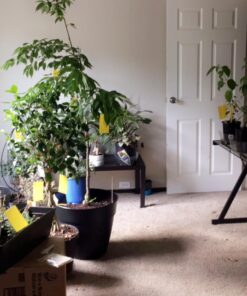 300 Live Ladybugs - Good Bugs - Ladybugs - Guaranteed Live Delivery! 31 716uRH8r9WL