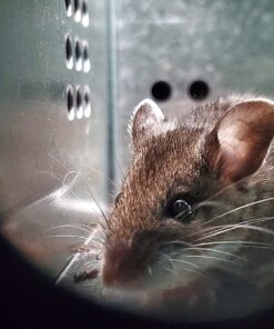 Kness 101-0-002 Ketch-All Mousetrap,Silver 1 TRAP 14 716wPUk3mL