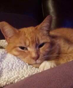 Wysong Uretic - Dry Natural Food for Cats, Chicken, 5 pounds 35 716wqcxqfkL