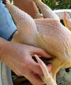 Kitchener Chicken Plucker De-Feather Remover Poultry and Fowl Food Processor Electric Stainless Steel Heavy Duty 1HP 120VAC 280RPM GFCI Connector 92 Soft Fingers 20" Drum Diameter 29 7171rls5ilL