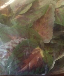 Fluker's Repta Vines for Reptiles and Amphibians Terrariums - Red Coleus 20 7174fqryCyL