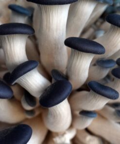 Organic Blue Oyster Mushroom Growing Kit 34 7175P2miE0L