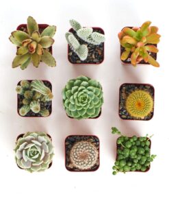Shop Succulents | Cactus & Succulent Collection of Live Plants, Hand Selected Variety Pack of Cacti and Mini Succulents | Collection of 9 Standard Box 13 7177umC0szL