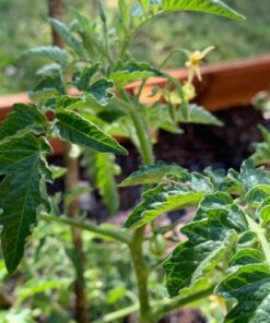 Praying Mantis adults Case with Hatching Habitat Bag - 2 Praying Mantids Egg Cases 2 Pod Habitat Bag 31 71791spR08L
