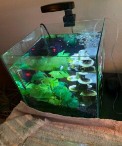 Aquapapa Corner Filter Bio Sponge Ceramic Air Pump Driven for Fry Shrimp Nano Fish Tank Aquarium XY-2008 (Ship from CA USA) 1-Pack 21 7179tMDIA L