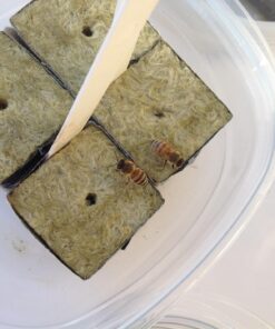 Alternative view of Grodan Rockwool 1.5" cubes (45/Pack)