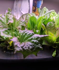 AeroGarden Heirloom Salad Greens Mix Seed Pod Kit - Salad Kit for AeroGarden Indoor Garden, 7-Pod 30 717CJ4iMHDL