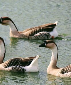 Canon EF-S 55-250mm f/4.0-5.6 is II Telephoto Zoom Lens Base Standard Packaging 61 717DGkf8HhL