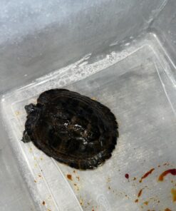 Dynarex Povidone Iodine Prep Solution USP, Effective Topical Antiseptic Liquid for Skin and Mucosa, Cleansing and Preparation, Brown, 1 - 16 Fluid Oz. Bottle Unflavored 16 Fl Oz (Pack of 1) 25 717EGuT0chL