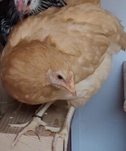 25 Poultry Spiral ID Leg Bands Standard Size 11 10 717EKsL0OdL