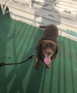 Utopia Bedding Premium Zippered Mattress Encasement (Fits 10 Inches Mattress, Full) - Waterproof and Bed Bug Proof Mattress Protector - Six-Sided Mattress Cover 10" Deep 23 717GsaI32ML