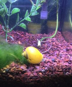 Golden Mystery Snail - 1/2"-2" - Algae Eater for Aquariums 43 717HiNmCxgL