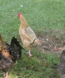 Hen Saver Hen Apron/Saddle, Single Strap, X-Large, Khaki 21 717Ibul1rFL