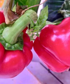 AeroGarden Sweet Bell Peppers Seed Pod Kit (9-pod) Tall Gardens Only Sweet Bell Pepper 42 717Ifqm78cL