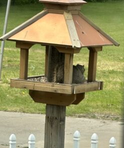 Wagner's 13008 Deluxe Wild Bird Food, 10 lb Bag Original Version 28 717K53Q92GL