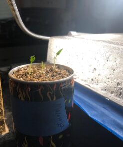 Moruga Scorpion Pepper - Grow Your Own Hottest Pepper in the World! - 2,000,000SHU 3oz/85gr 36 717KoLMavUL