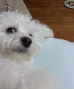 Pet Honesty Dog Allergy Relief Immunity - Chews, Probiotics for Dogs, Seasonal Allergies, Skin and Coat Supplement, Itch Support Supplement (Salmon) Salmon Single 35 717KydLRAFL