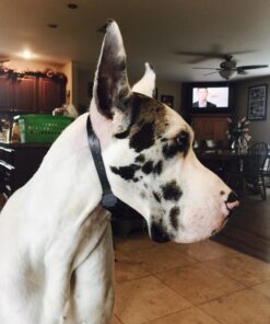 SportDOG No Bark Collar SBC-R 19 717M5YPJ71L