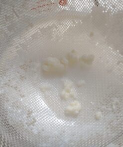 Live Milk Kefir Grains - Live Probiotic Culture Mr. and Mrs. Kefir Instructions 20 717MAiScq8L