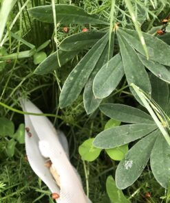 300 Live Ladybugs - Good Bugs - Ladybugs - Guaranteed Live Delivery! 36 717MyX2pmeL