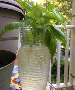 Culinary Herb Seeds Variety Pack - Outdoor & Indoor Herb Garden Kit - 10 Non-GMO Herb Garden Seeds for Planting & Book - Basil Seeds, Dill Seeds, Rosemary Seeds, Thyme Seeds, & More 29 717NofXKKmL