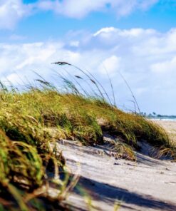 Sony 55mm F1.8 Sonnar T FE ZA Full Frame Prime Lens - Fixed Base 56 717OqG7YDuL