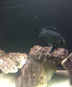 MarineLand Magnum Polishing Internal Canister Filter, For aquariums Up To 97 Gallons, 10.5 IN (ML90770) 49 717TC4jKJrL