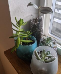 Espoma Organic Perlite; All Natural and Approved for Organic Gardening. Helps Loosen and Aerate Heavy Soils, Prevent Compaction & Promotes Root Growth – Pack of 1 8 quart 25 717TKveFN6L