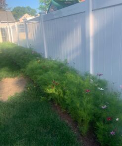 Big Pack - Cosmos USA Mix (8,000+) Flower Seeds By MySeeds.Co (Big Pack - Cosmos Mix) 60 717VYXtIORL