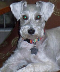 GOOD 'N' FUN Triple Flavor Twist Chews For Dogs, 22-Count 29 717Y6VTvn1L