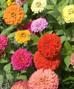 Alternative view of Zinnia - California Giant Mix - Bulk Pack 5,000 Seeds by Seeds2Go