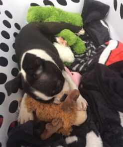 KONG - Cozie Marvin Moose - Indoor Cuddle Squeaky Plush Dog Toy - for Small Dogs Gold,brown 35 717ZxnKlTPL