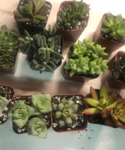 Shop Succulents | Unique Collection of Live Succulent Plants, Hand Selected Variety Pack of Mini Succulents | Collection of 12 6-Pack 44 717aLo58OL