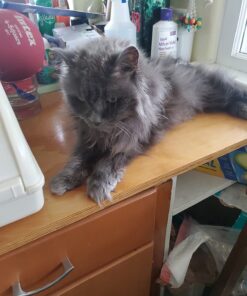 Nutramax Cosequin Joint Health Supplement for Cats - With Glucosamine and Chondroitin, 55 Capsules 37 717cWUHtJML