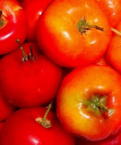 Acerola Berry Extract Powder 1lb 1 lb 5 717cwbFh1BL