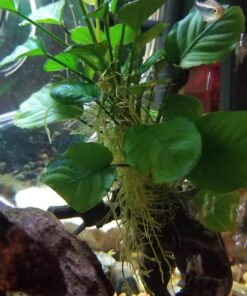 Anubias Barteri Coin Leaves Live Aquarium Plants Freshwater Rhizome 3 Days Live Guaranteed by Mainam 30 717dfwymKwL