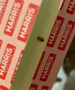 Harris Bed Bug Early Detection Glue Traps (4/Pack) 4 Traps 46 717gDXTf8tL