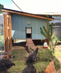 ChickenGuard Waterproof Automatic Chicken Coop Door Opener/Closer with Timer/Light Sensor Plus Predator Resistant Self Locking Pop Hole Door Kit. Coop Accessory (P) 36 717jifKkJSL