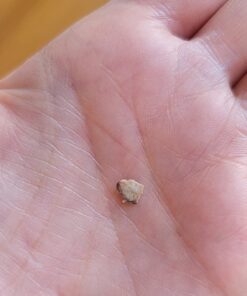 ProDen PlaqueOff Powder for Pets - Cat & Dog Breath Freshener - Plaque & Tartar Remover for Pet Oral Care - Supports Healthy Mouth for Dogs - 60g 31 717kM3bBSlL