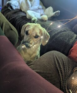 Amazon Basics 9ft 25 LED Fairy Lights, Battery Powered Outdoor String Lights for Bedroom, 2-pack (50 LEDs total), Warm White 25 LEDs, Fairy String - 2 pack 68 717mVHRh6lL