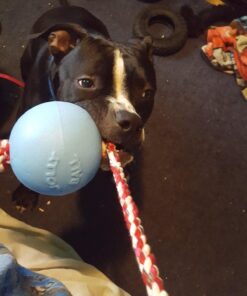 Jolly Pets Romp-n-Roll Rope and Ball Dog Toy, 4.5 Inches/Small, Blueberry for All Breed Sizes Small (4.5 in) 14 717mVfWBpgL